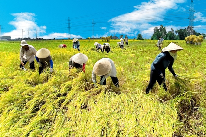 Lúa gạo, đâu cứ phải sản xuất cho nhiều (24/02/2017)